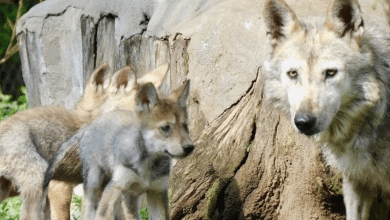 lobos mexicanos